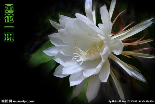 昙花一现图片
