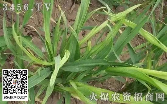 小麦常见病害有哪些 病害图片防治措施