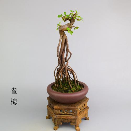 精品提根老桩雀梅盆栽 高档根艺雀梅小盆景 桌面绿植一物一拍