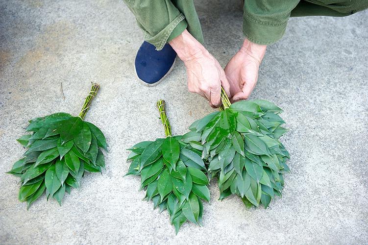 59岁大爷靠采摘野生树叶出口日本,盘下150平的小洋楼_杨桐