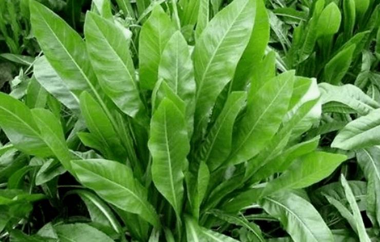 鲁梅克斯新品种杂交牧草,高产又含有高蛋白,养羊效果好