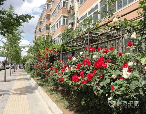 哪些植物适合做室外花墙室外花墙效果图