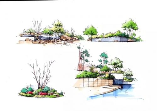 【分享】干货来袭|怎样画手绘植物 - 园林景观论坛