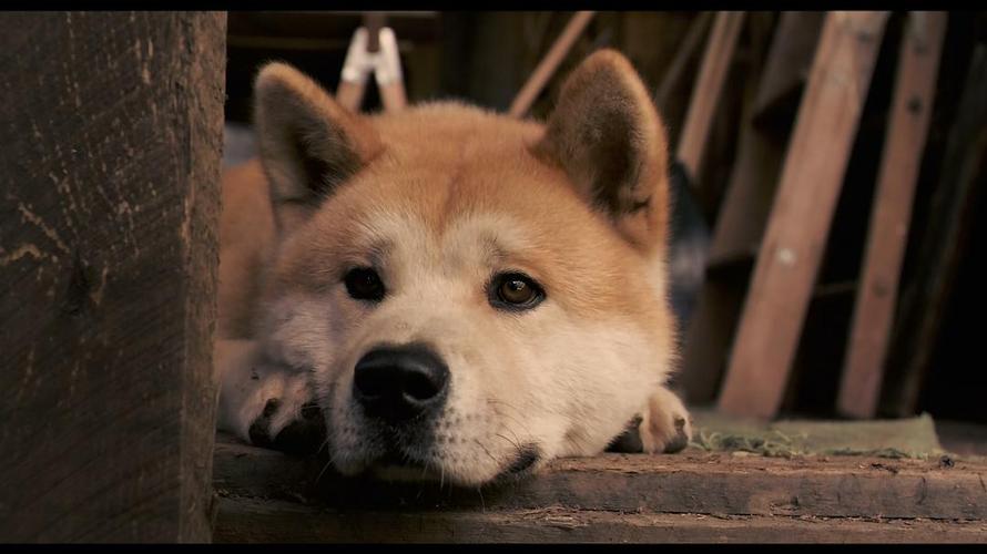 忠犬八公的故事