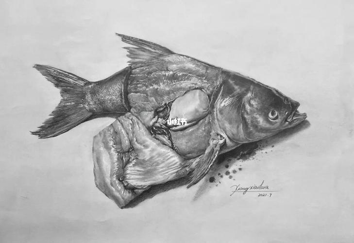 画个鱼_素描_超写实素描_文化_绘画