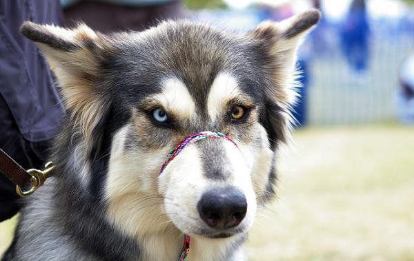 图看患虹膜异色症的狗眼, 它们有的可爱, 有的美丽, 有的无辜