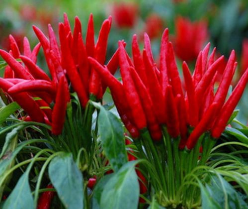 簇生椒 新一代簇生朝天椒种 坐果多产量高良种辣椒 朝天椒种子