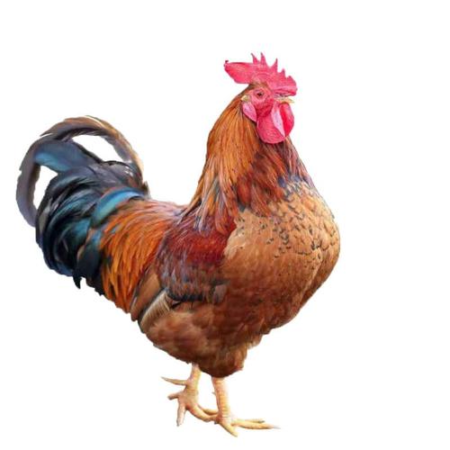 农家散养大公鸡走地鸡土公鸡笨公鸡土鸡草公鸡新鲜鸡肉红公鸡宰后4斤