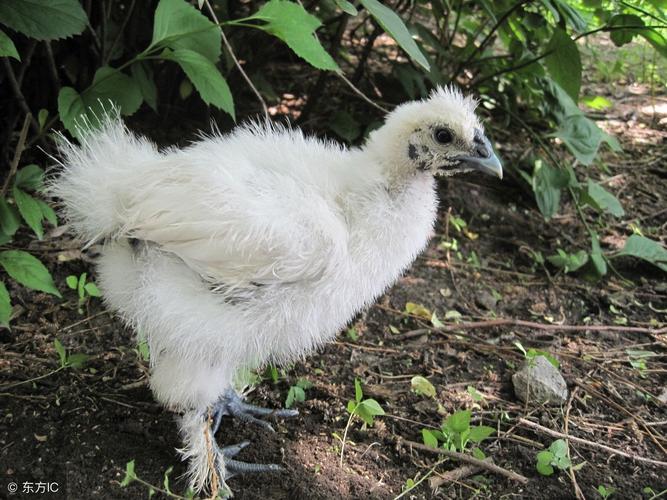 白毛鸡白毛乌骨鸡怎么养