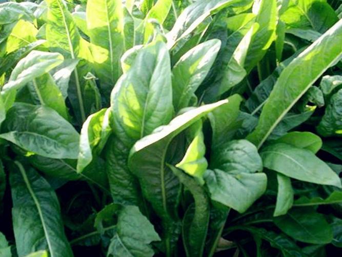 菊苣为什么在现代养殖中这么受欢迎