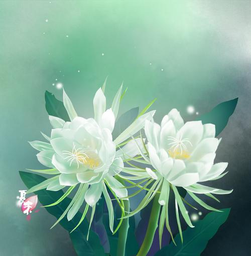 昙花