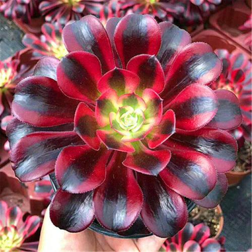 多肉美杜莎法师难服盆?教你这样养,服盆快长势旺,出状态美极了