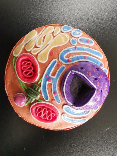 制作真核细胞模型,凝聚学科核心素养