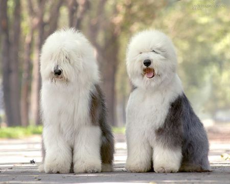 多乐士漆广告里那只狗是什么品种,有图么.