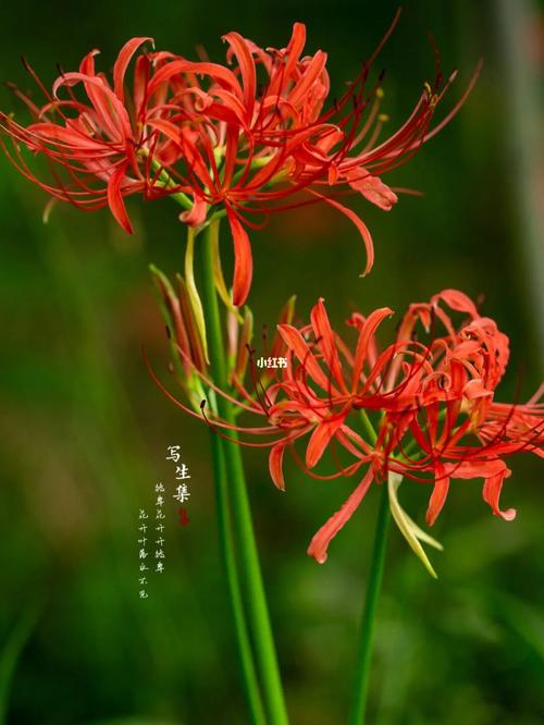 彼岸花_彼岸花_宁国市攻略_花语_家居家装_家居装饰