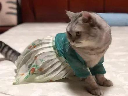 穿这样的"汉服"出门会被打吗?戏精网友哈哈哈哈哈