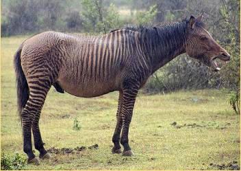 奇异的动物杂交后代,狮虎兽之后还有哪些新物种?