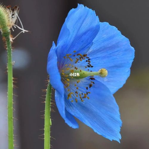 no no no,它是绿绒蒿,跟虞美人同科不同属,算是罕见的蓝色花花了#点缀