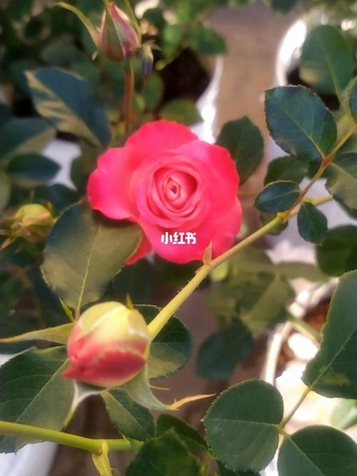 茜茜公主月季_茜茜公主怎么样_月季_夏天去哪玩_家居家装_家居装饰