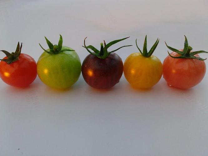 番茄种类 | 番茄品种 | 番茄分类 介绍