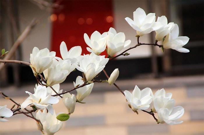 连云港市花/市树