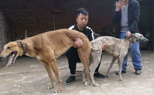 梨花900128001216362 - 格力犬yy--格力犬中英文血统