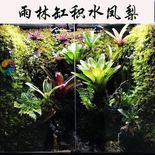 水族雨林爬虫水陆缸造景观套餐空气积水凤梨造景