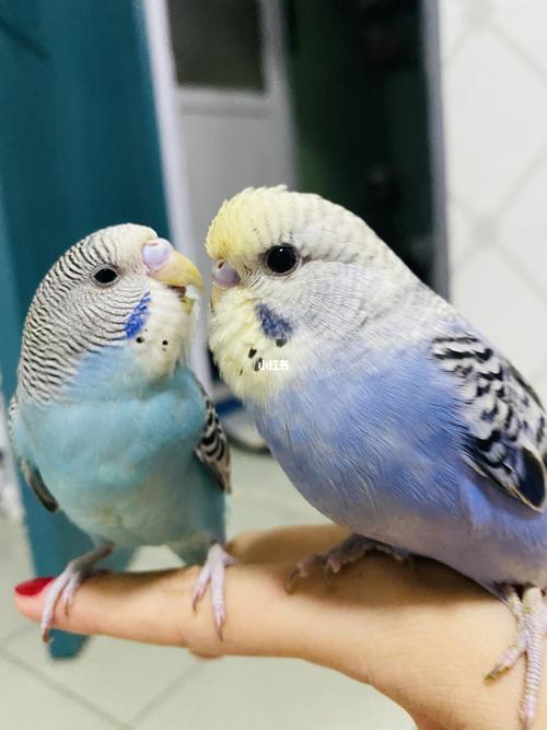 牡丹鹦鹉和虎皮鹦鹉_鹦鹉_牡丹_牡丹鹦鹉_宠物_宠物