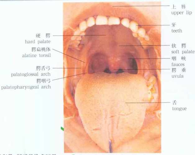 咽峡由腭垂,腭帆游离缘,两侧的腭舌弓及舌根