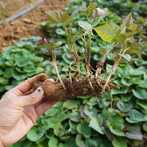 现在红薯苗子都是剪苗的较多,拔苗子的较少.为啥?