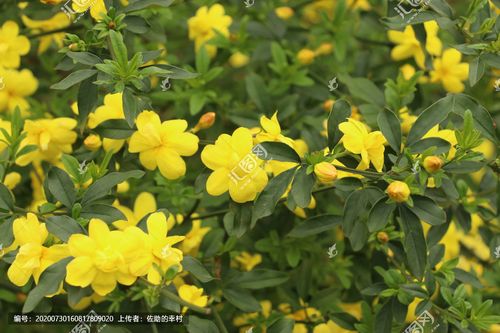 盛开的迎春花