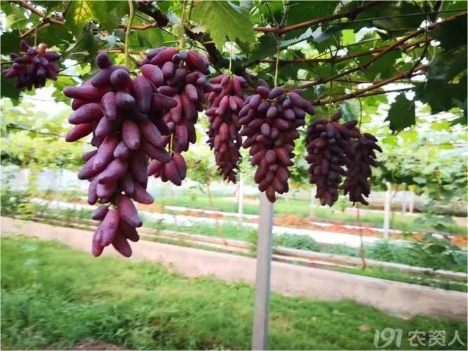 2019年鲜食葡萄新品种(系)简介,修订版