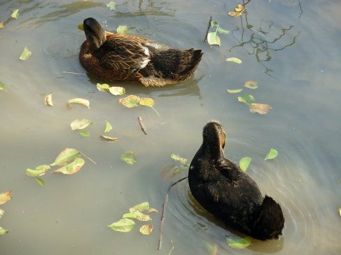 雁园水光中的鸳鸯鸭