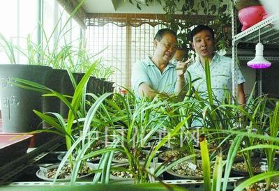 在阳台,庭院,楼顶等处建立家庭兰房,莳养喜欢的兰花品种