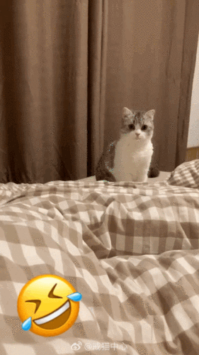 跳跳猫 - 堆糖,美图壁纸兴趣社区