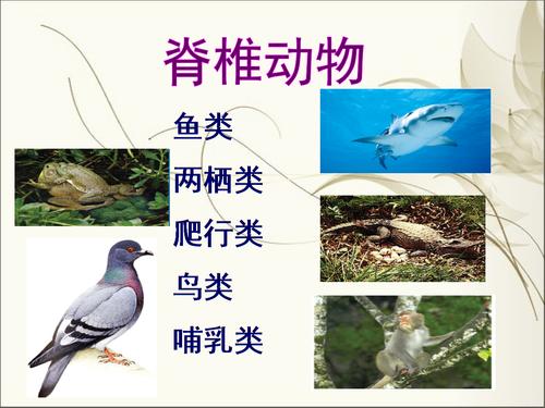 二脊椎动物主要类群pptx54页