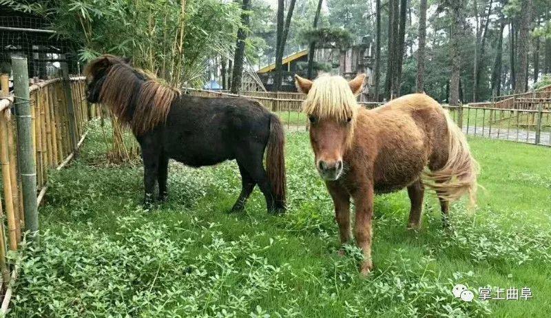 曲阜三合生态动物园7月9号开园,9号-15号请您看马戏