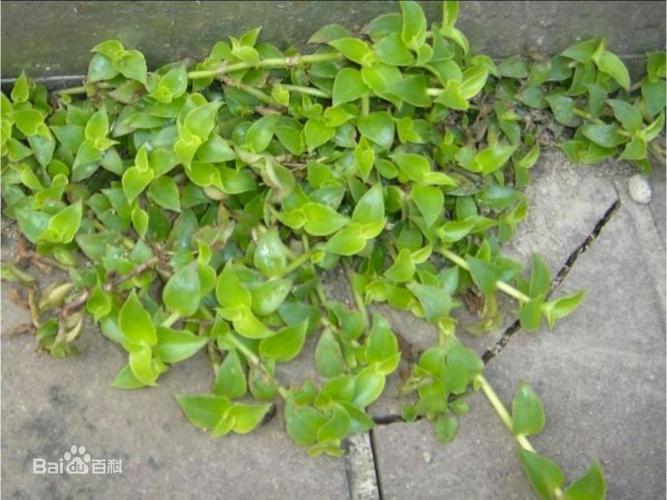 深圳罗湖区〖屋顶绿化锦竹草〗效果图