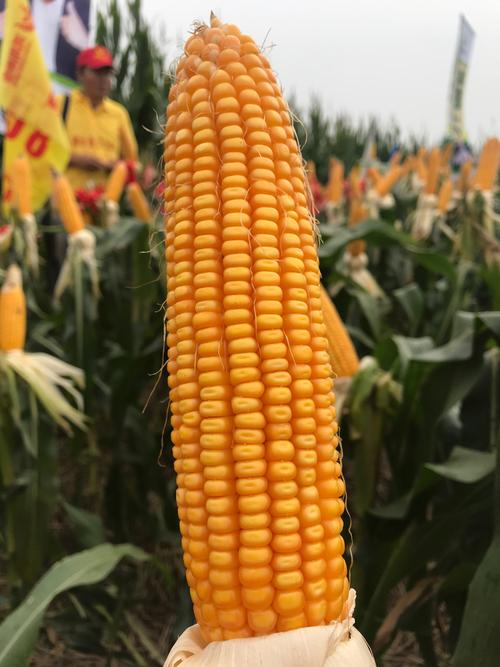 鸿翔种业夏玉米黄水晶新单58秋收季迎七省大客户四地联检(c篇)