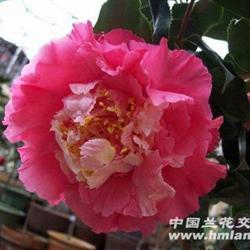 超级赛牡丹 茶花 16公分高