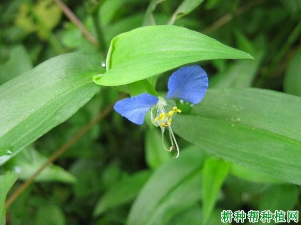 一,中文名称:鸭跖草       二,别名:蓝花草,耳环草,碧