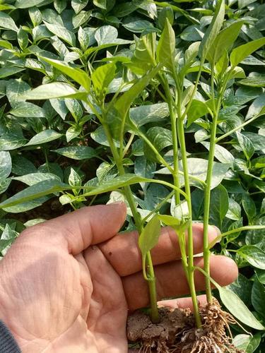 为啥辣椒苗长势差