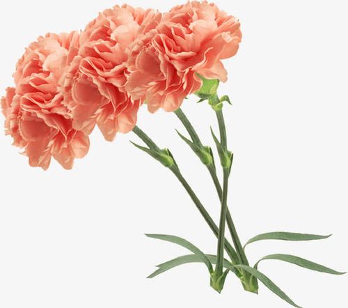 三朵鲜花康乃馨花朵