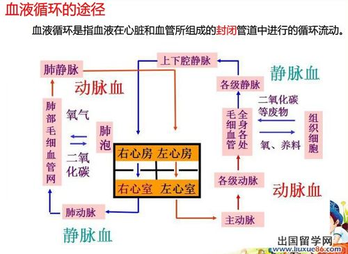 2014中考生物会考之血液循环的途径