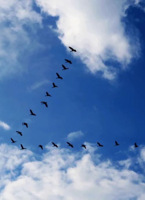 北雁南飞,来年又是好景色.