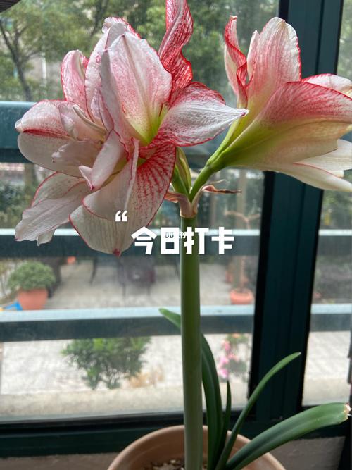 条纹戴斯朱顶红,等你很久啦._条纹_戴斯怎么样_家居家装_家居装饰