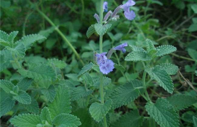 猫薄荷和薄荷的区别