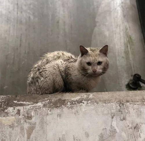 我在《流浪猫博物馆》里,看到了流浪猫最真实的样子.