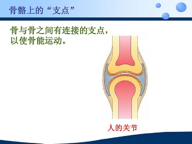 人教版八上生物 动物的运动