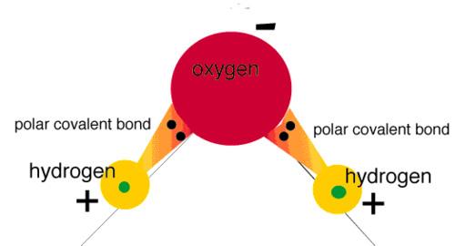 covalent bonding